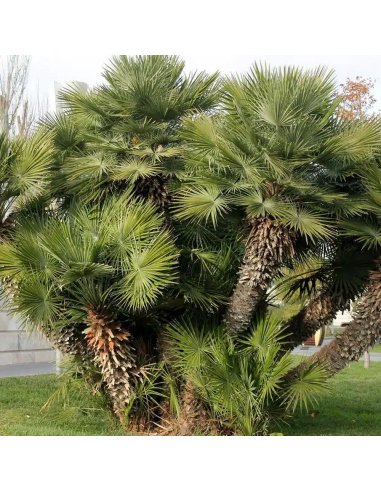 Palmier Pitic - Chamaerops Humilis - Ghiveci 5L