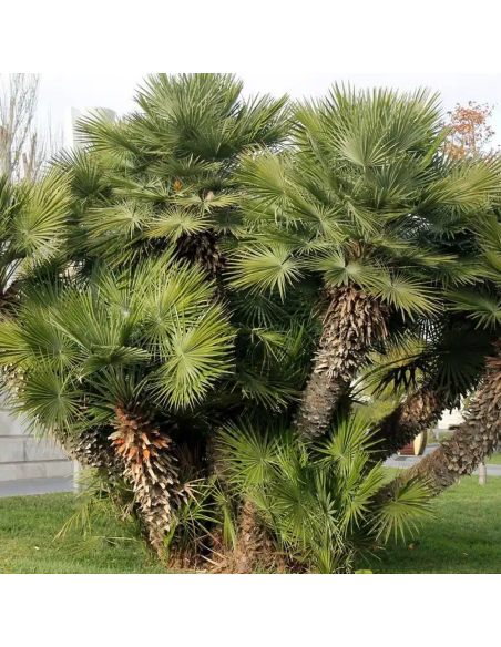 Palmier Pitic - Chamaerops Humilis - Ghiveci 5L