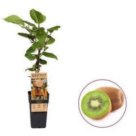 Kiwi Deliciosa "Hayward" - Ghiveci 2L
