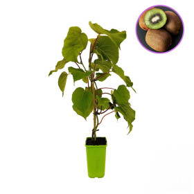 Kiwi Autofertil "Tomuri Actinidia" - Ghiveci 2L