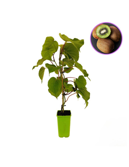 Kiwi Autofertil "Tomuri Actinidia" - Ghiveci 2L