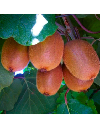 Kiwi Autofertil "Tomuri Actinidia" - Ghiveci 2L
