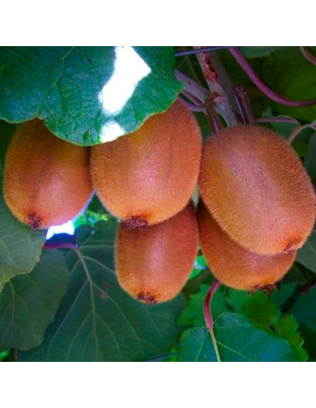Kiwi Autofertil "Tomuri Actinidia" - Ghiveci 2L
