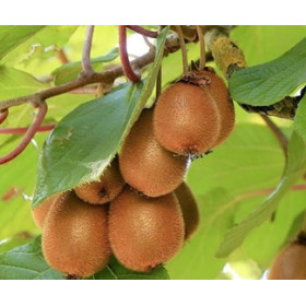 Kiwi Autofertil "Deliciosa" - Ghiveci 2L 2