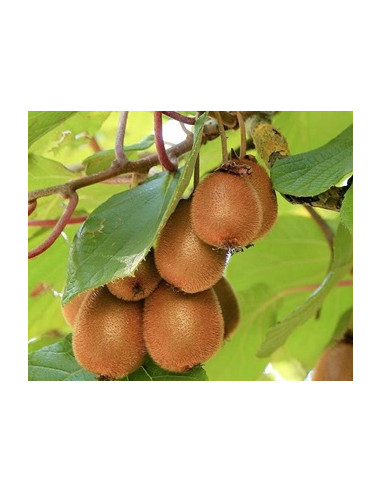 Kiwi Autofertil "Deliciosa" - Ghiveci 2L