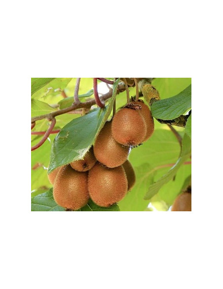Kiwi Autofertil "Deliciosa" - Ghiveci 2L