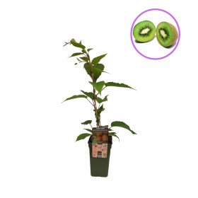 Kiwi Autofertil "Deliciosa" - Ghiveci 2L