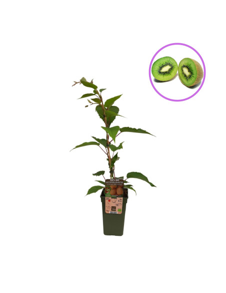 Kiwi Autofertil "Deliciosa" - Ghiveci 2L