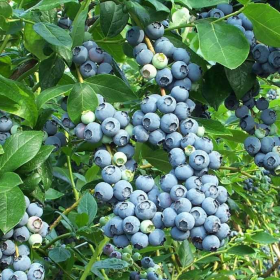 Afin de Cultura "Brigitta Blue" - Ghiveci 2L 2