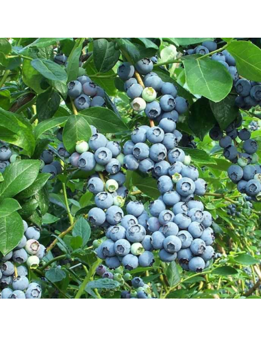 Afin de Cultura "Brigitta Blue" - Ghiveci 2L