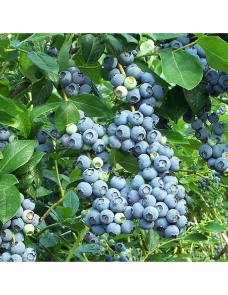 Afin de Cultura "Brigitta Blue" - Ghiveci 2L