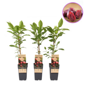 Kiwi Autofertil "Ken's Red" - Ghiveci 2L
