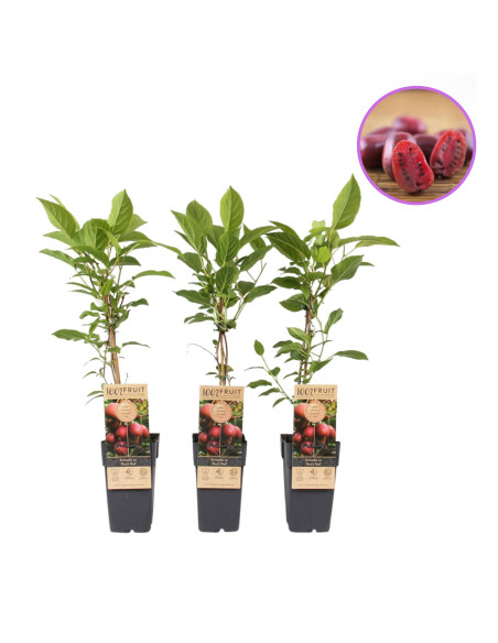 Kiwi Autofertil "Ken's Red" - Ghiveci 2L