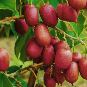 Kiwi Autofertil "Ken's Red" - Ghiveci 2L 2