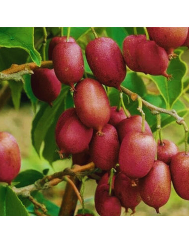 Kiwi Autofertil "Ken's Red" - Ghiveci 2L