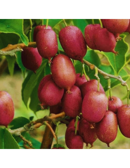 Kiwi Autofertil "Ken's Red" - Ghiveci 2L