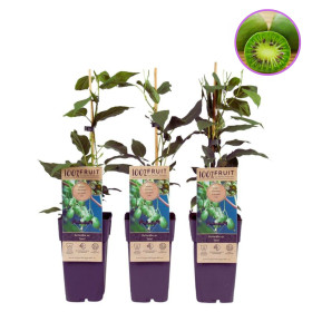 Baby Kiwi Autofertil "Kiwiberry Issai" - Ghiveci 2L