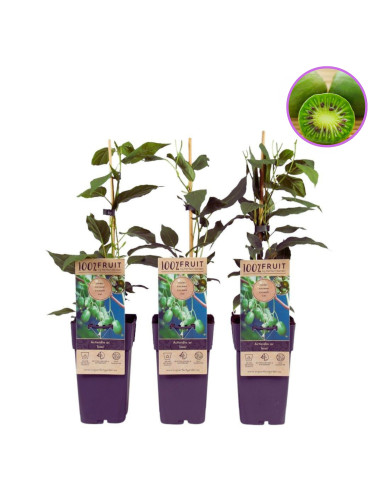 Baby Kiwi Autofertil "Kiwiberry Issai" - Ghiveci 2L