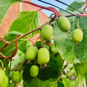 Baby Kiwi Autofertil "Kiwiberry Issai" - Ghiveci 2L 2