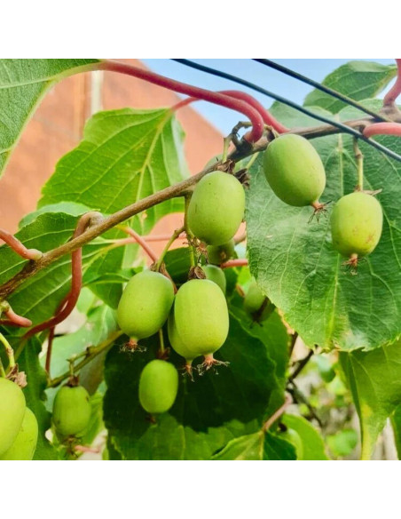 Baby Kiwi Autofertil "Kiwiberry Issai" - Ghiveci 2L