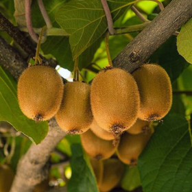 Kiwi Deliciosa Autofertil "Jenny" - Ghiveci 2L 2