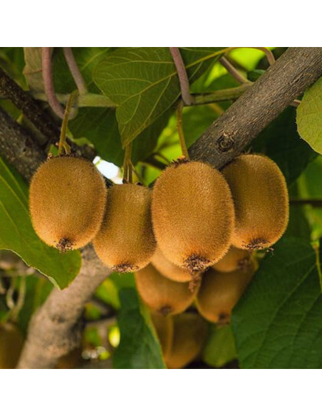 Kiwi Deliciosa Autofertil "Jenny" - Ghiveci 2L