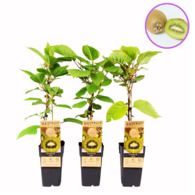 Kiwi Deliciosa Autofertil "Jenny" - Ghiveci 2L