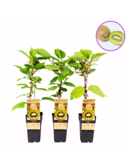 Kiwi Deliciosa Autofertil "Jenny" - Ghiveci 2L