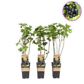 Coacăz Negru "Ben Nevis" la Ghiveci 2L Înălțime 50-60cm 2