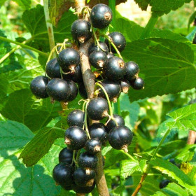 Coacăz Negru "Ben Nevis" la Ghiveci 2L Înălțime 50-60cm