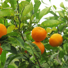 Portocal Citrus Aurantium - "Chinotto" - Ghiveci 2L 2