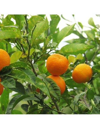 Portocal Citrus Aurantium - "Chinotto" - Ghiveci 2L