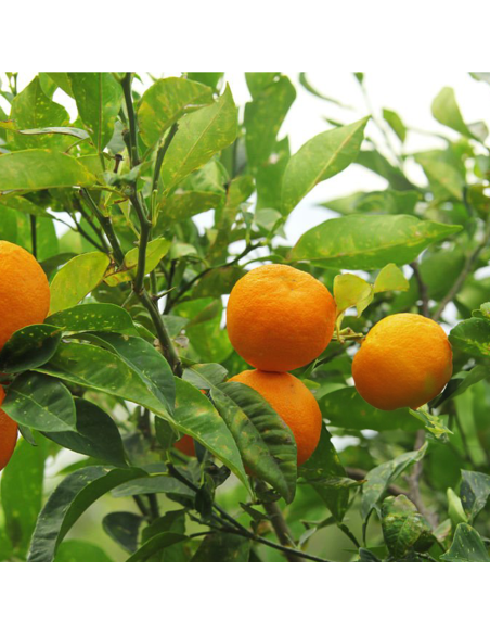 Portocal Citrus Aurantium - "Chinotto" - Ghiveci 2L