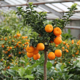 Portocal Citrus Aurantium - "Chinotto" - Ghiveci 2L