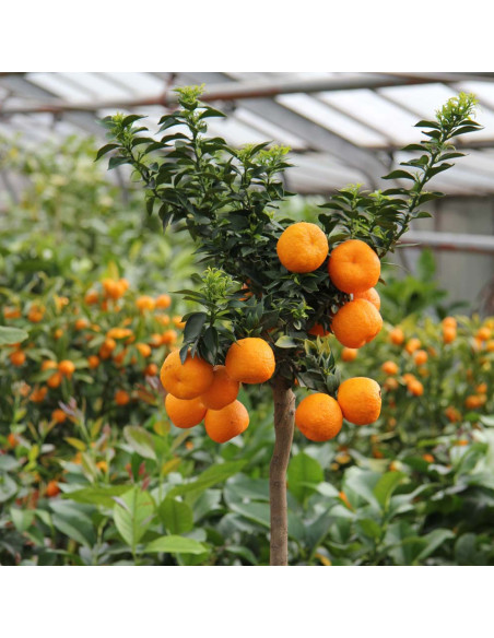 Portocal Citrus Aurantium - "Chinotto" - Ghiveci 2L