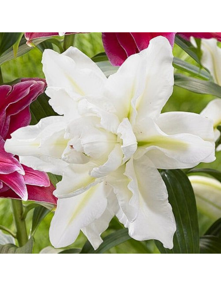 Crini Dublii Parfumati "Bowl of Beauty" Bulbi