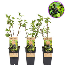 Coacăz Negru "Titiana" la Ghiveci 2L Înălțime 50-60cm 2
