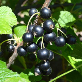 Coacăz Negru "Titiana" la Ghiveci 2L Înălțime 50-60cm