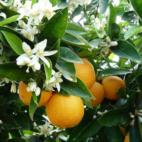 Lamai Citrus Sinensis - Ghiveci 4L - 50-60 cm - (cu...