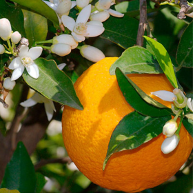 Lamai Citrus Sinensis - Ghiveci 4L - 50-60 cm - (cu... 2