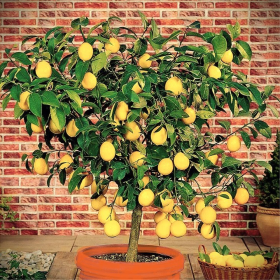 Lamai - Citrus Limon - "Lemonade" - Ghiveci 30L