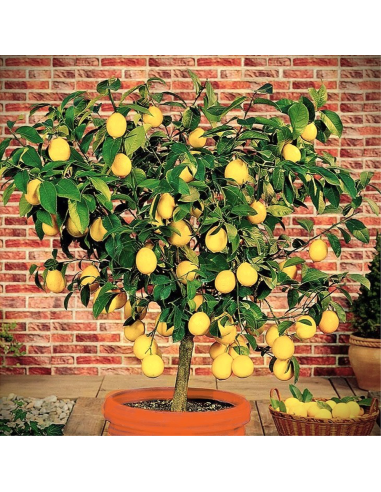 Lamai - Citrus Limon - "Lemonade" - Ghiveci 30L