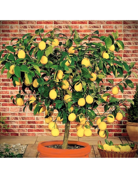 Lamai - Citrus Limon - "Lemonade" - Ghiveci 30L