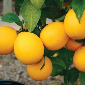 Lamai - Citrus Limon - "Lemonade" - Ghiveci 30L 2