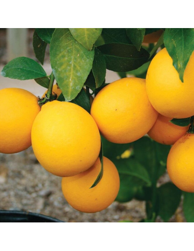 Lamai - Citrus Limon - "Lemonade" - Ghiveci 30L