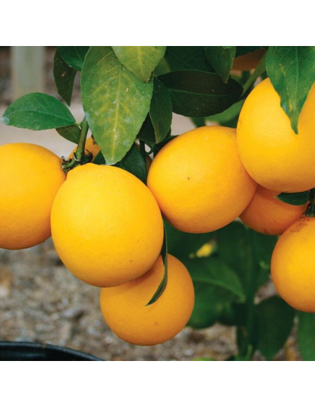 Lamai - Citrus Limon - "Lemonade" - Ghiveci 30L