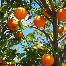 Portocal Comun - Citrus Sinensis "Aracio" - Ghiveci 30L