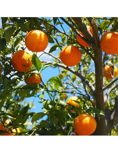 Portocal Comun - Citrus Sinensis "Aracio" - Ghiveci 30L