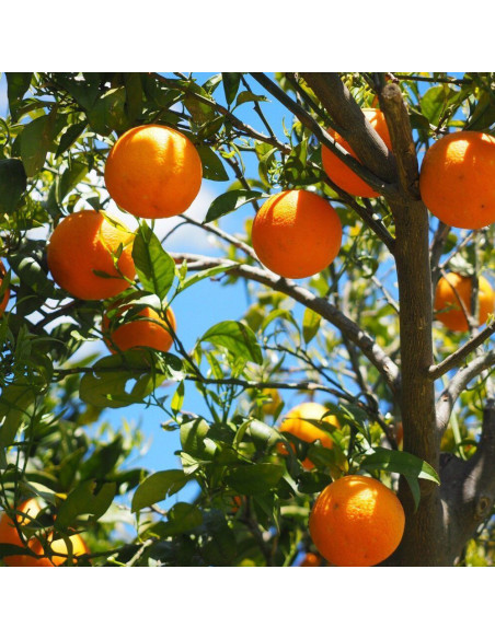 Portocal Comun - Citrus Sinensis "Aracio" - Ghiveci 30L
