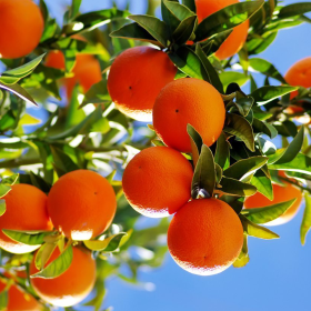 Portocal Comun - Citrus Sinensis "Aracio" - Ghiveci 30L 2